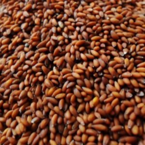 بذور الجرجير