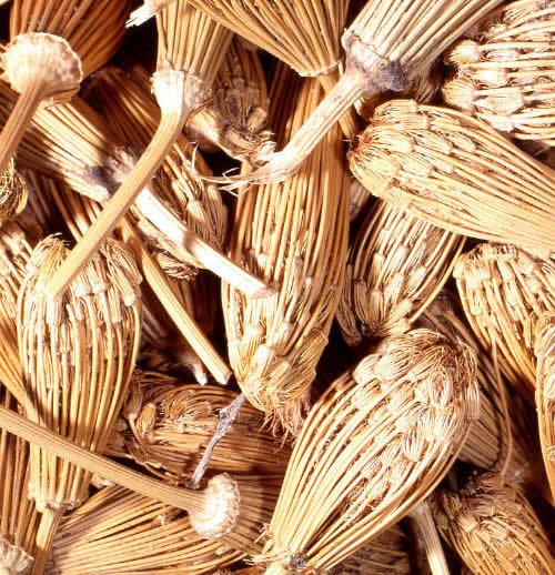 بذور الخلة - الصورة 2