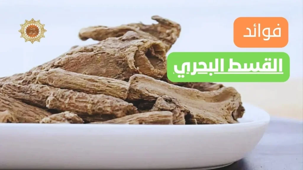 القسط البحري