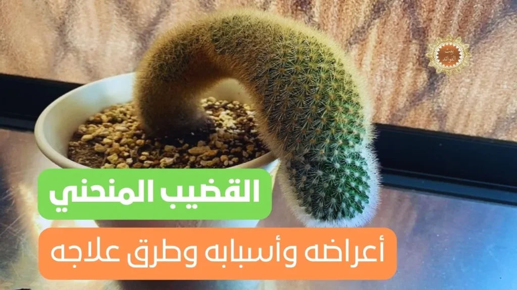 القضيب المنحني