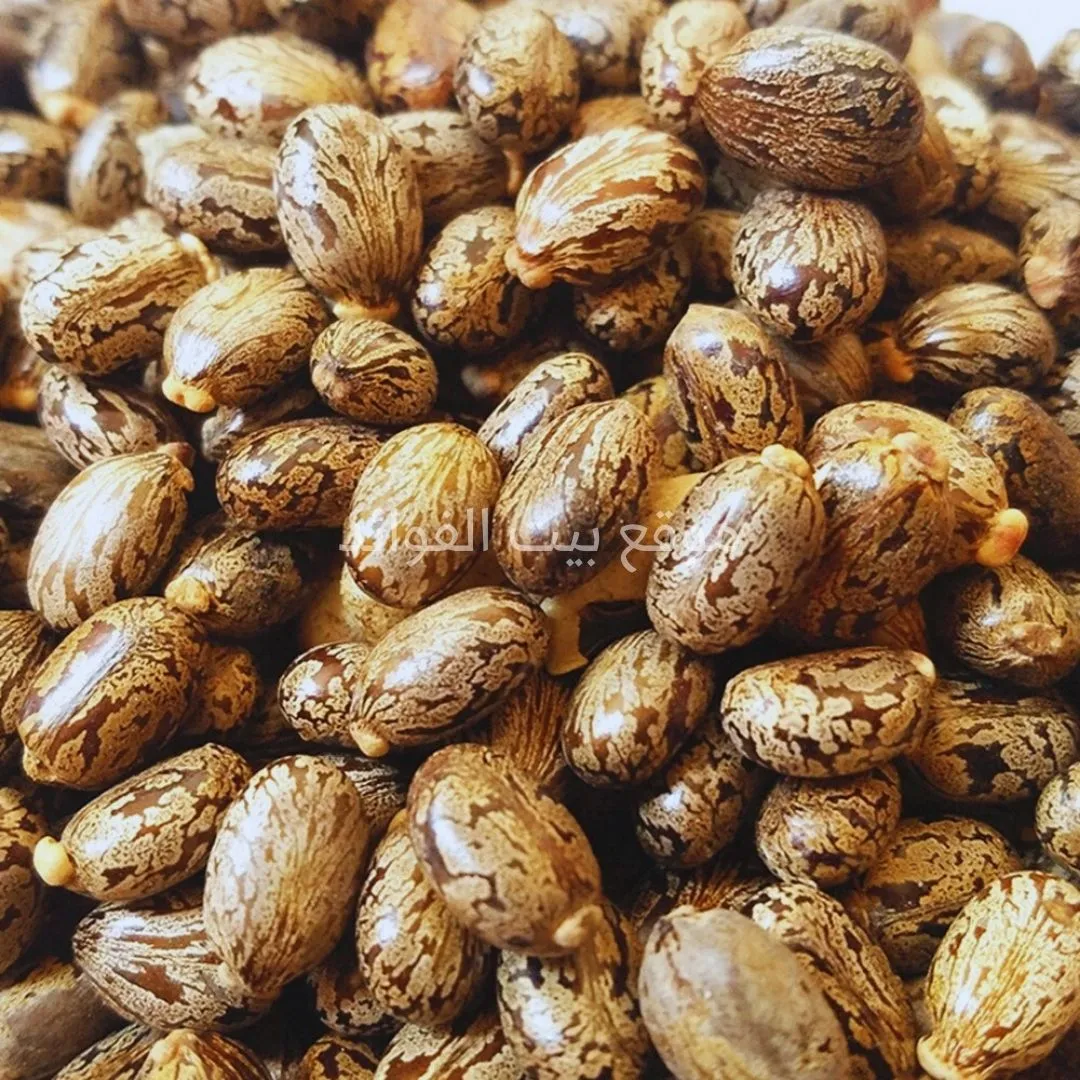 بذور الخروع