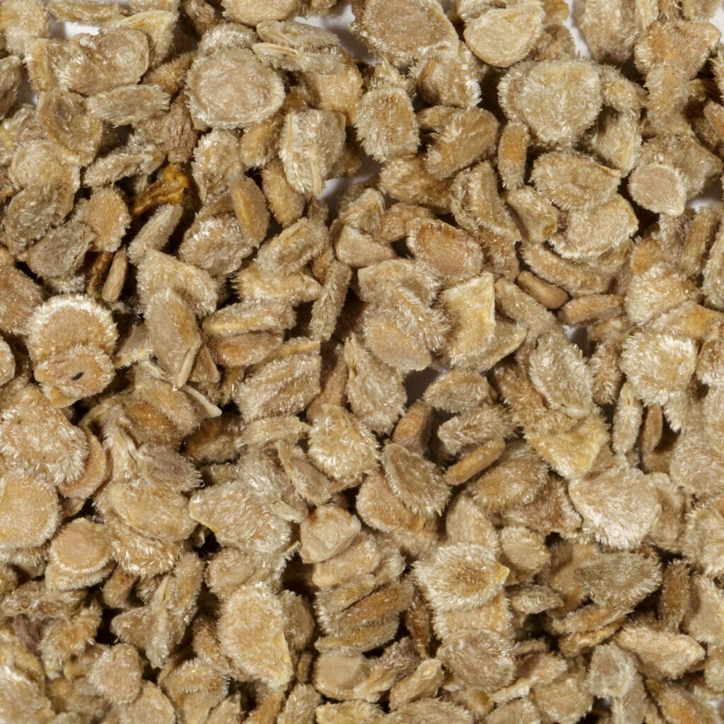 بذور الطماطم