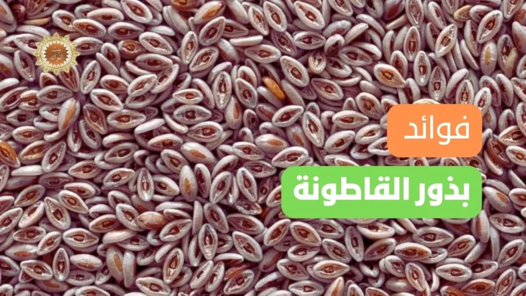 بذور القاطونة