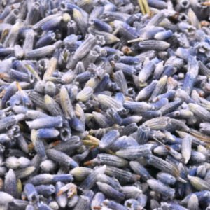 بذور اللافندر (الخزامى)