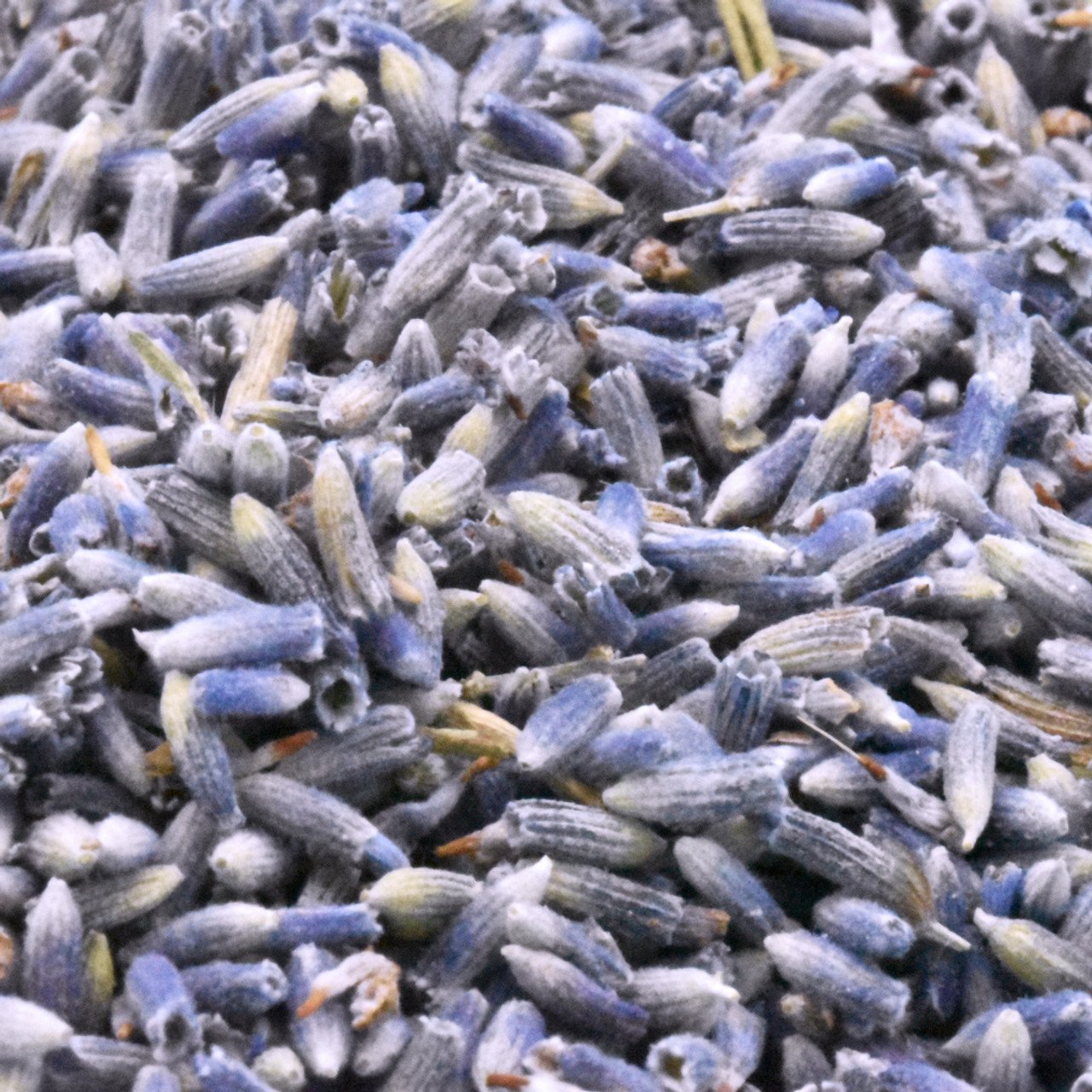 بذور اللافندر (الخزامى)