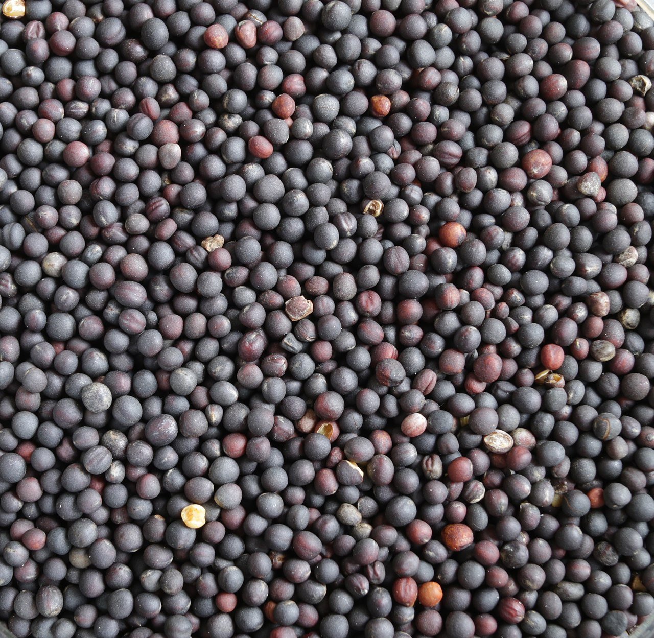 بذور اللفت,انتاج بذور اللفت,صناعة زيت بذور اللفت,اللفت,كيف تحصل على بذور اللفت,زراعة اللفت,زراعة اللفت من البذور,زراعة اللفت من البذور فى المنزل,زراعة اللفت من البذور في المنزل,بدور اللفت,بذور الجرجير,زيت اللفت,اوراق اللفت للطيور,بذور الكتان للطيور,بذور الجرجير للضغط,ماهو اللفت,نبتة اللفت,بذور الجرجير للرجال,بذور الجرجير للنساء,بذور الجرجير للسكري,تعلم زراعة اللفت,فوائد اللفت,انواع اللفت,اللفت للوجه,فائدة اللفت,زراعه اللفت فى مصر