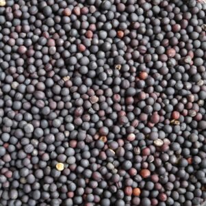 فوائد بذور اللفت