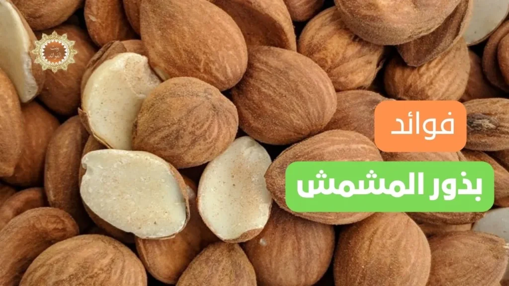 بذور المشمش