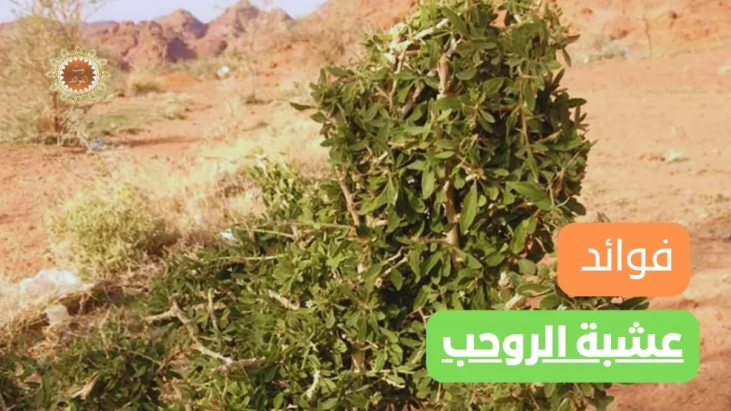 عشبة الروحب