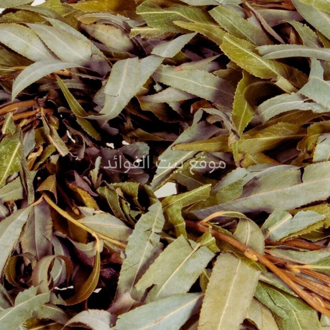 أوراق الصفصاف