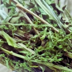 عشبة المخينزة