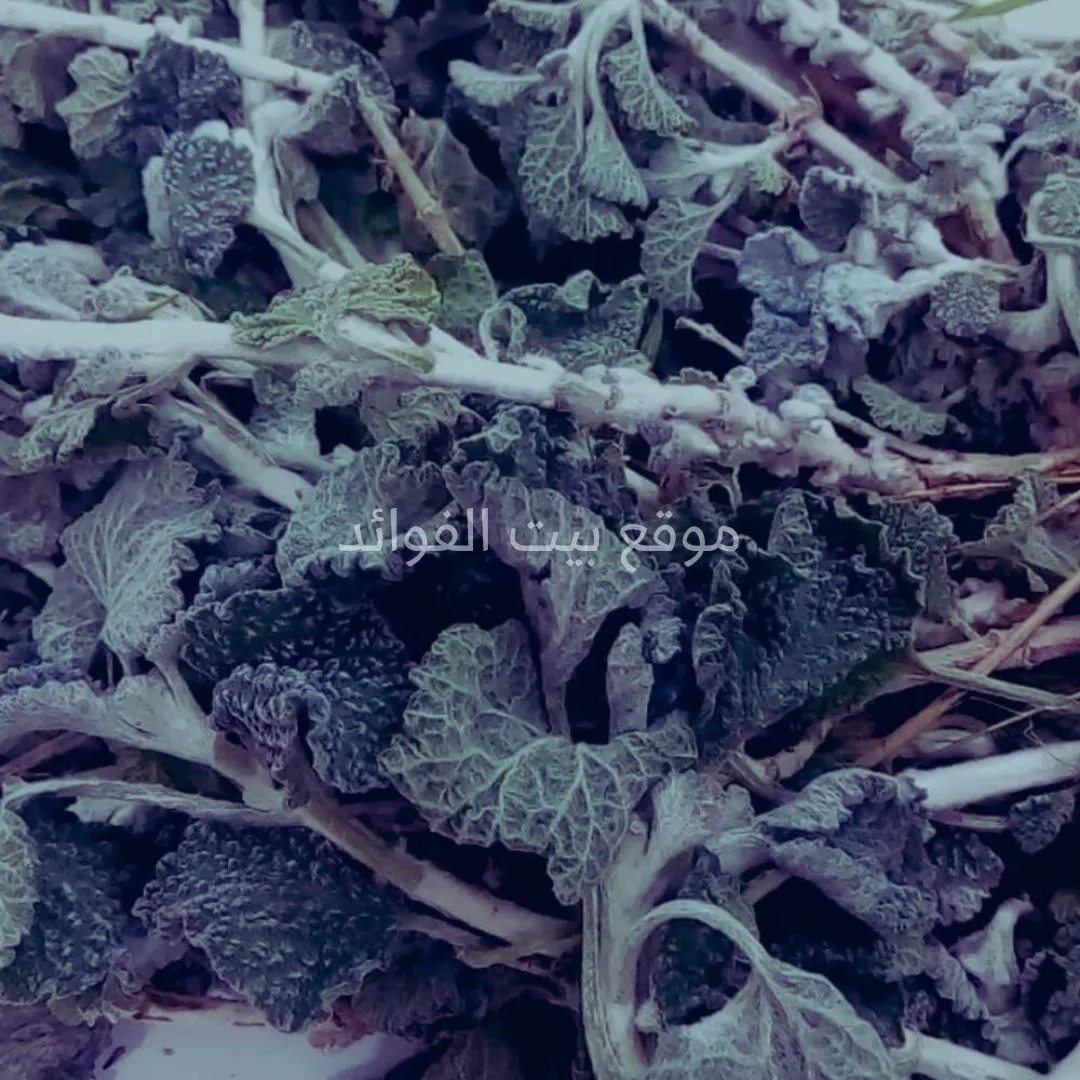 عشبة المريوت