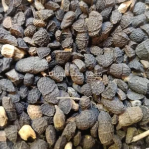 عشبة حبة الراس