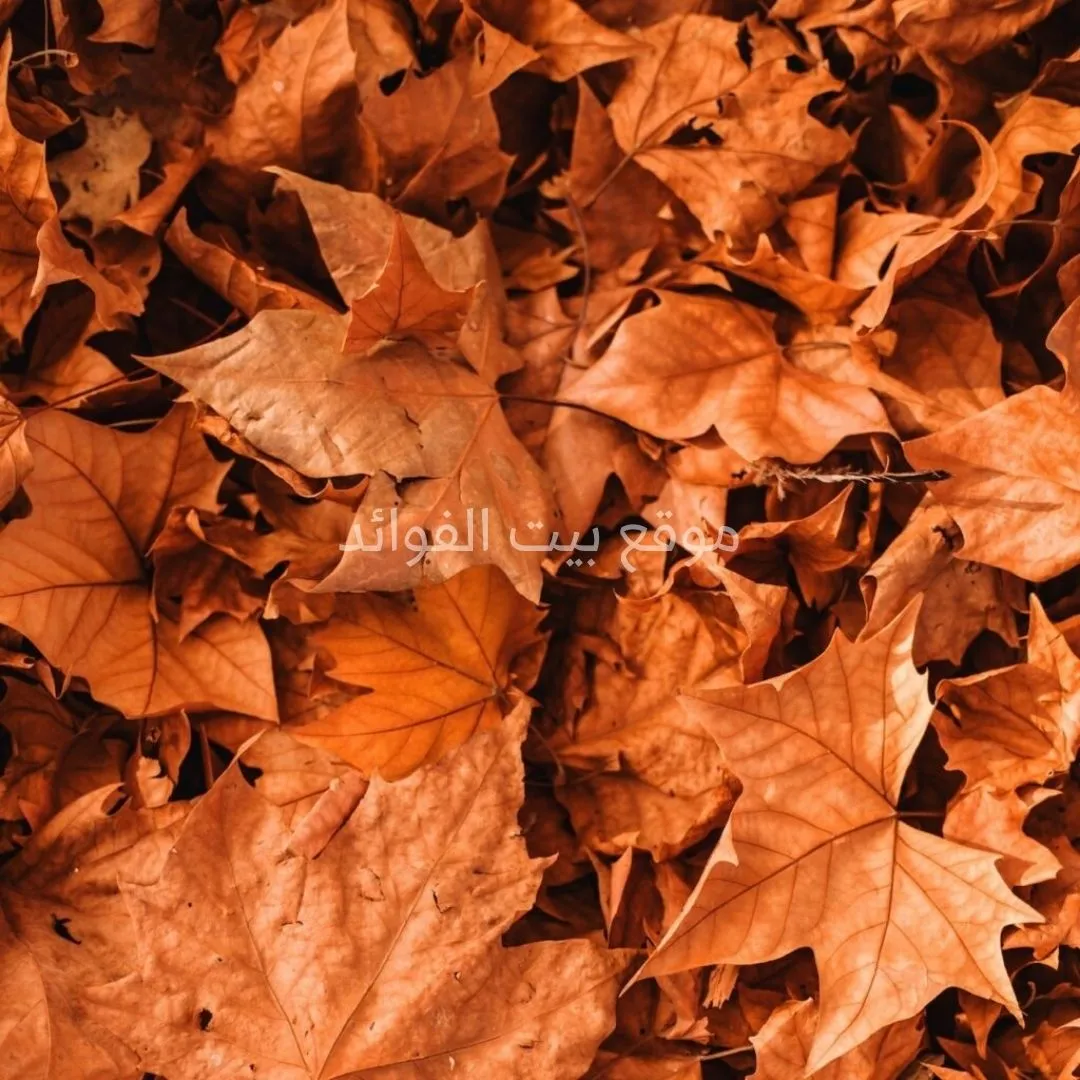 ورق اللبلاب