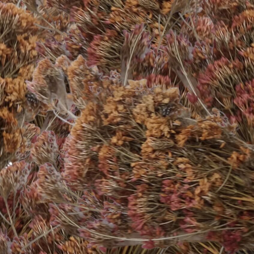 عشبة راس الحنش - الصورة 2