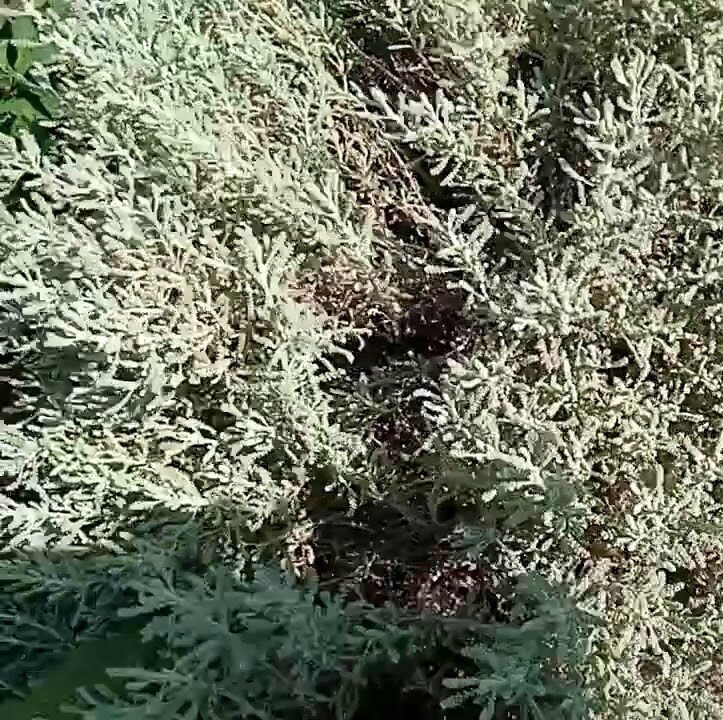 الشيح - الصورة 3