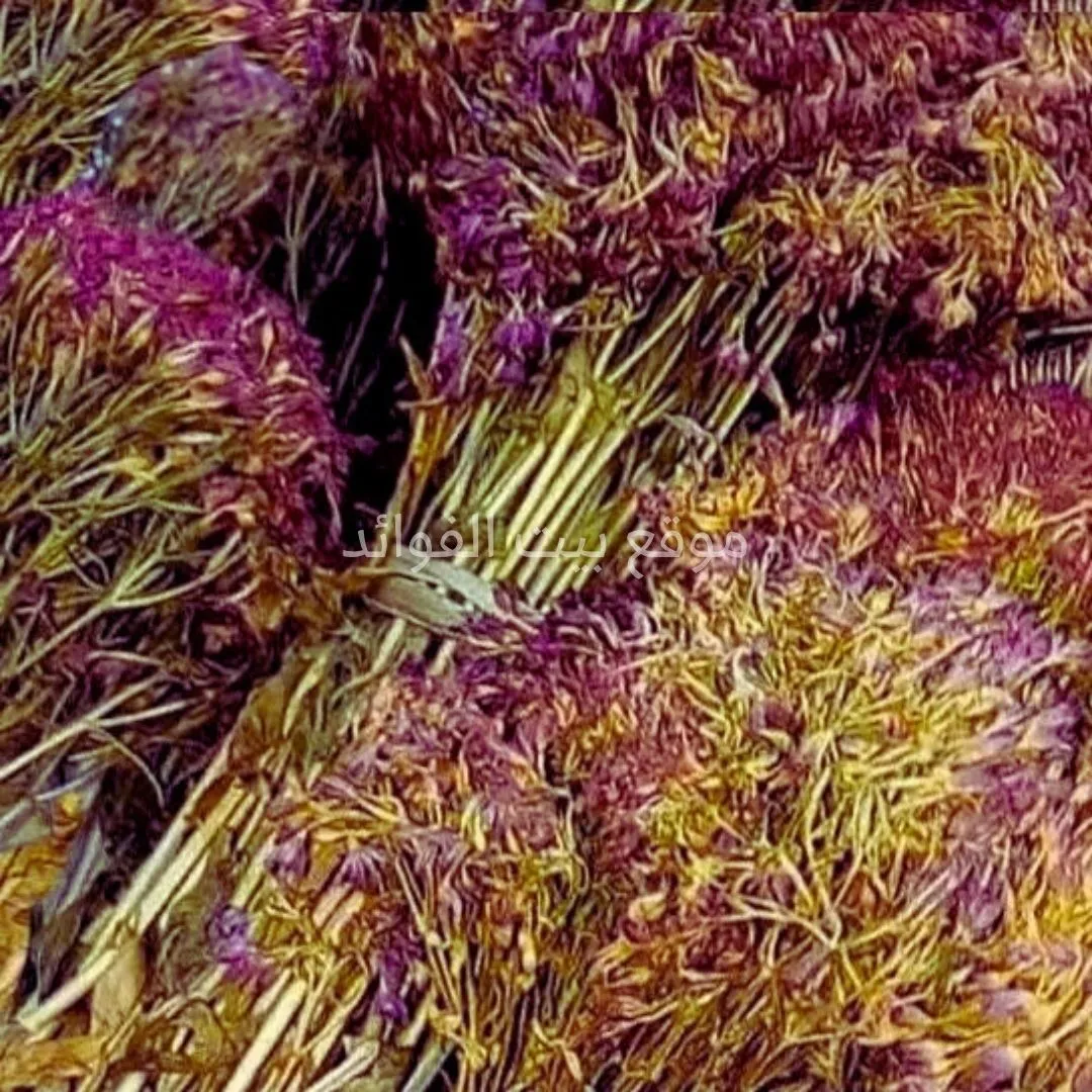 عشبة راس الحنش