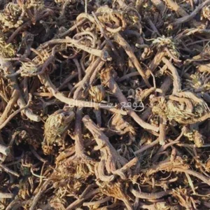 عشبة تقنديشت (عاقر قرحا)