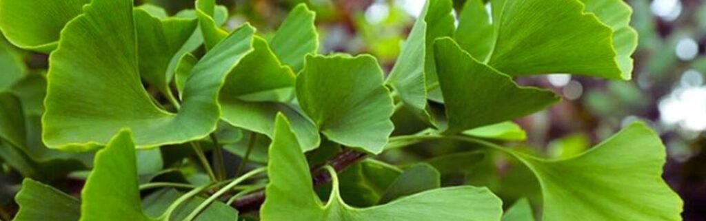 الاكل الذي يساعد على تكبير الذكر