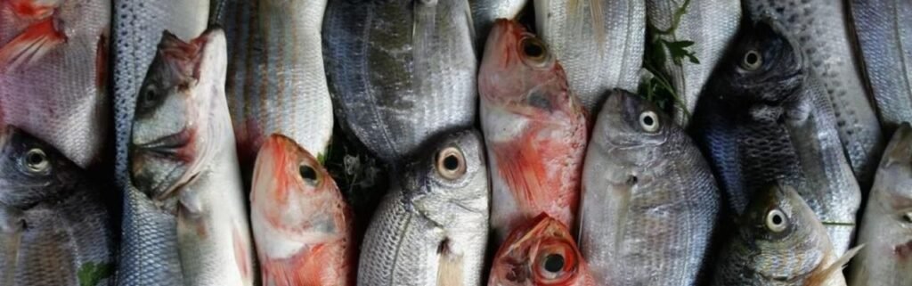 السمك -  من الاكل الذي يساعد على تكبير الذكر