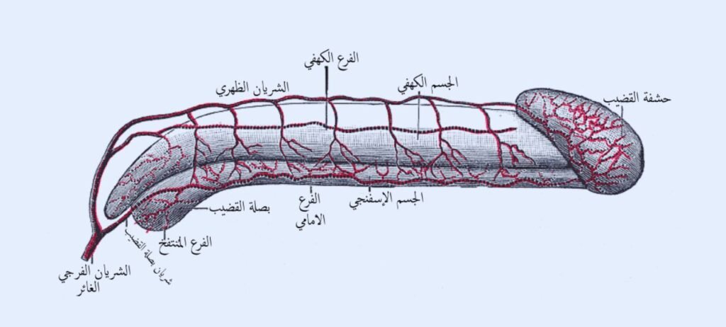 تشريح القضيب