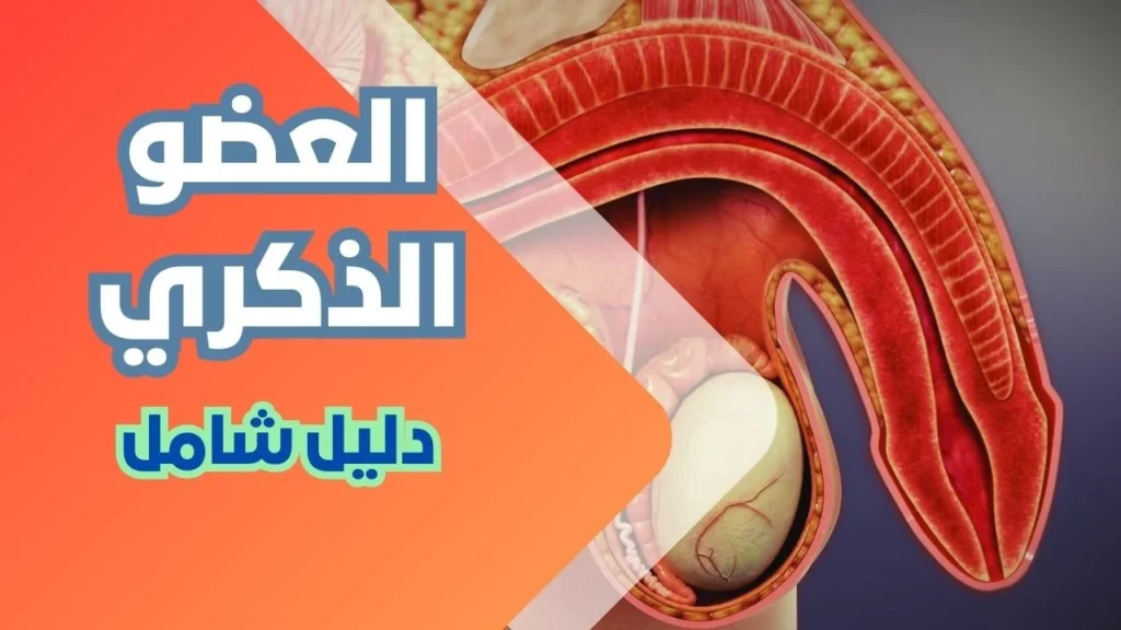 العضو الذكري