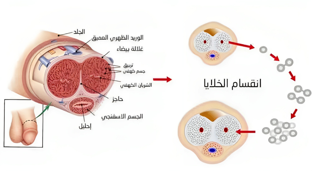 انقسام-خلايا