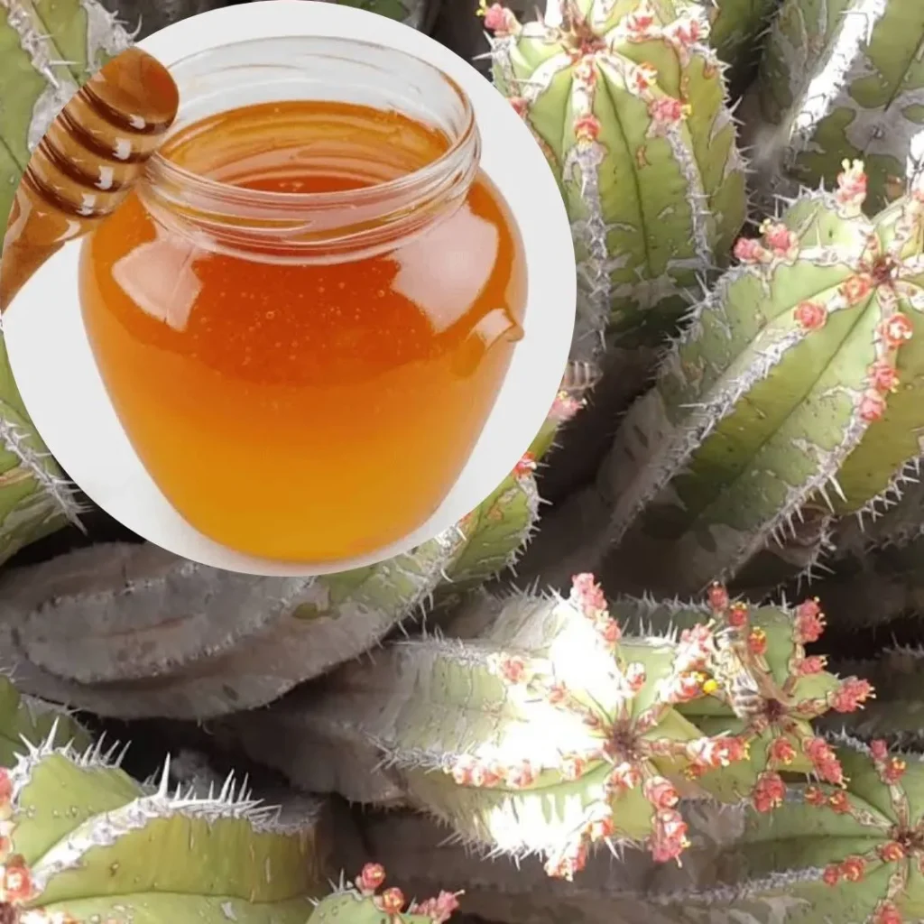 عسل الدغموس